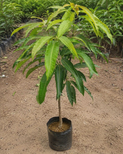 Mango Plant – Alphonso