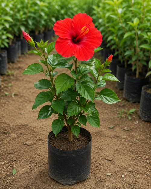 Hibiscus – Red