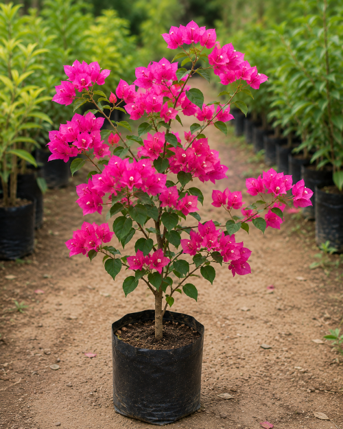 Bougainvillea – Pink