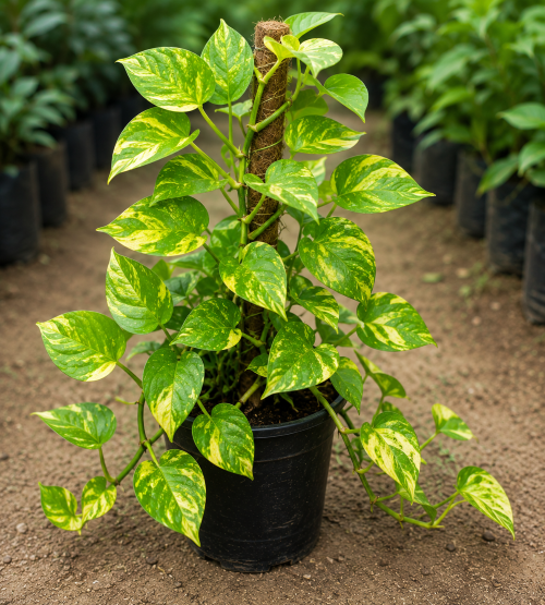 Money Plant – Golden